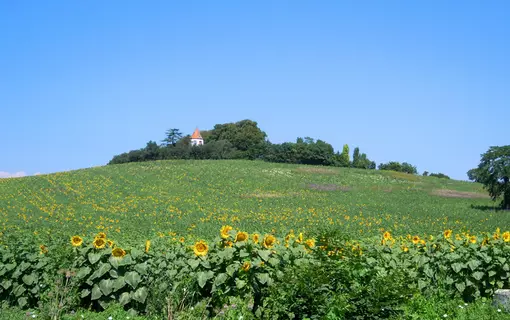 1_Images